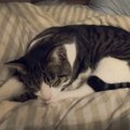 『娘といっしょに寝ている猫』を見てみたら…思わず頰が緩む『まさかの瞬間…
