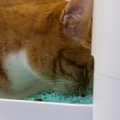 ごはんを食べ終えて満腹になった猫→歩き始めると…まさかの『可愛すぎる行…