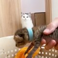 生後1週間の子猫がお家にやってきたら、先輩猫が…予想外すぎる展開が1…