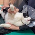 猫が診察台の上で見せたまさかの反応…『やる気のなさすぎる』姿に4万7…