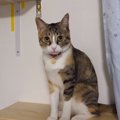 花火の音にそわそわ♪見る派と聞く派で分かれる猫たち