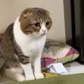 子猫に噛まれた飼い主を助ける親猫、実は全く助ける気がなかった件