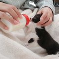 保護翌日の『威嚇する子猫』にミルクをあげてみた結果…あまりにも尊すぎる…