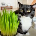 猫たちに初めての『猫草』を与えてみたら…数日後に見せた『可愛すぎる…