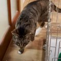 2匹の猫が20匹以上に…失業した飼い主と猫の行く末は？No.3