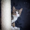 猫が『人見知り』をしなくなる3つの方法