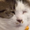 あくびをしようとした猫→『口元』が…ニヤけずにはいられない『可愛す…