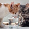 猫に水分補給をさせる５つの方法