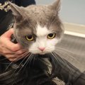 モコモコの猫を３年ぶりに『炭酸風呂』でシャンプーしたら…可愛すぎる…