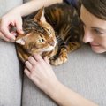 猫の体調不良を見分ける5つのサイン