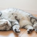 猫の性格は『4つの種類』に分けられる？　各タイプの特徴から上手な関…