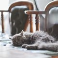 猫の『寿命』は被毛の長さでも違う？猫の“命の長さ”を決める3つの要素