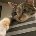 インカメラで撮影していたら、猫が手を伸ばし始めて…配信者みたいな行動を…