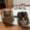 みんな並んで香箱座り♪だけど1匹惜しい猫ちゃんが…