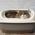 猫が排泄中にしていたら危険な『3つのサイン』 こんな仕草をしていた…