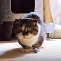 久しぶりの『取ってこい』に挑戦！ボールは誰にも渡したくない猫ちゃん