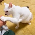 『元保護猫』を家族が撫でていたら…まさかの"反撃"が容赦な…