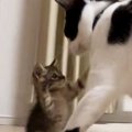 棚の下に身を潜める子猫→近くにいた『先輩猫』に突進した結果…ほっこりす…
