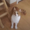 ぐるんぐるん！おもちゃの動きに合わせて顔を動かす猫ちゃん♡