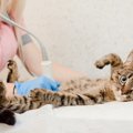 猫の突然死の原因ともなる『心筋症』気になる症状や治療法　予兆をつ…