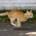 猫の身体能力の秘密は身体の構造にあり！人間よりも圧倒的に高い運動…