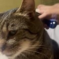おばあちゃんがきっかけで猫が『ハマったもの』とは…笑ってしまう『表情』…