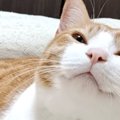 保護した猫をどうぶつ病院に連れて行ったら、先生が…『予想外の一言』…