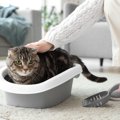 猫の『トイレトレーニング』は楽って本当？上手に教えるためのポイン…