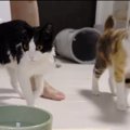 美と食！猫ちゃんが選ぶのは果たしてどっち？？