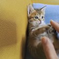 噛む子猫にちょっぴりお仕置き！子猫が見せたリアクションに『なんな…