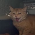 『半年間触らせてくれなかった元野良猫』をお風呂に入れたら…翌日の『まさ…