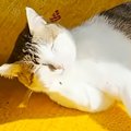 毛づくろい中の猫を撮影していたら、突然『綿毛』が出現…？まさかの瞬間に…