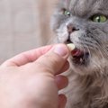 猫の腎臓病に効果を発揮するとされる『AIM』とは？猫たちの平均寿命を…