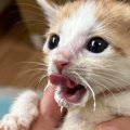 『赤ちゃん猫』がミルクをたっぷりと飲んだ結果…尊すぎる"口元と…