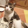 危険な国道ではねられた猫…奇跡の回復を遂げ甘える姿に感涙！