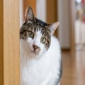 猫に『ごめんね』と謝りたいときの方法3つ　伝え方のコツや逆効果にな…