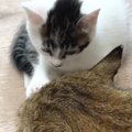 遊ぶ気満々の子猫→同居猫の気を引こうと『顔に触れた』次の瞬間…愛おしす…