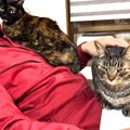 パパのことが大好きな女子猫たち→熱烈にアピールして…愛を感じる『争奪戦…