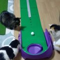 お兄ちゃんが『ゴルフの練習』を始めると…『お手伝いをする猫たち』が可愛…