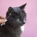 猫に『耳掃除』はすべき？必要なケースや頻度、注意ポイント3つ