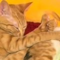 仲良くいっしょに寝ていた2匹の猫→よく見たら…『クセの強すぎる寝姿』に「…