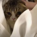 飼い主さんのスカートに潜ってくつろぐ猫くん！