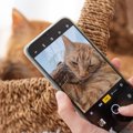 愛猫の写真をもっと素敵に！SNS映えする撮影のコツ5選