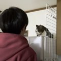 息子がくつろいでいる猫に『ちょっかい』をかけた結果…思わず爆笑のやり取…