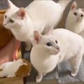 猫5匹で『ゴロゴロ音』選手権を開催した結果…可愛すぎる"鳴き声"…