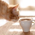 猫アレルギーの人が猫カフェへ行く時の対策