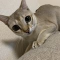 猫との暮らしで家具を綺麗に保つ方法５つ