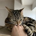 猫がしつこく舐めてくる５つの理由とやめさせ方