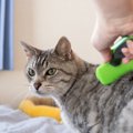 猫を満足させる『ブラッシング』のコツ4つ　理想的な頻度や嫌がる子へのア…