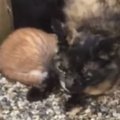 『必ず幸せにする』９年前、母猫が命がけで託しにきた子猫……思わず泣…